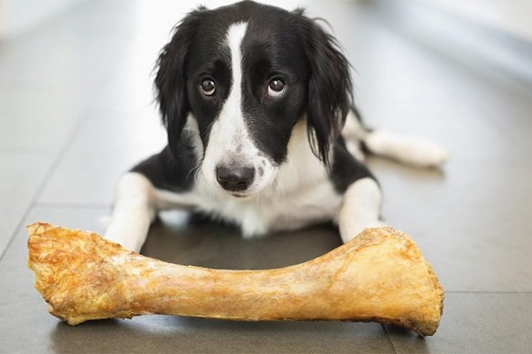 Chewing on the facts – The truth about dried bones for dogs